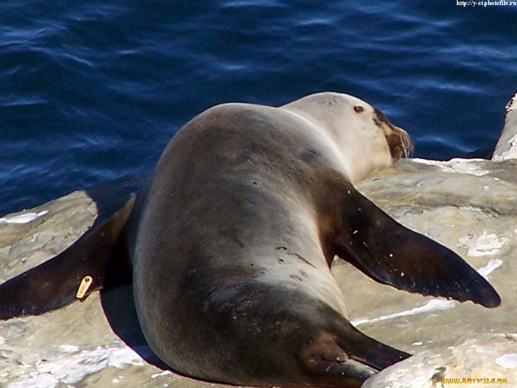seals, , , , , 